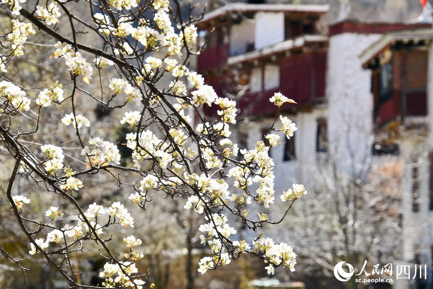 綻放的梨花。人民網記者 朱虹攝