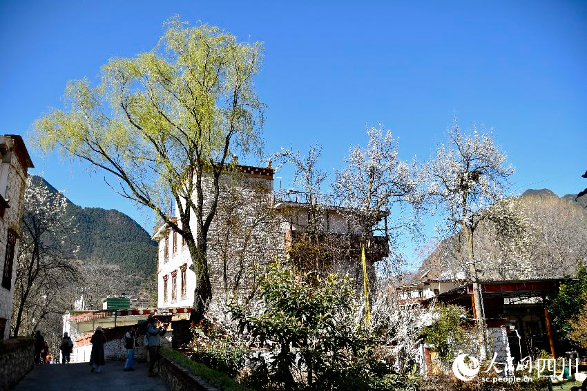 綻放在藏寨的梨花。人民網記者 朱虹攝