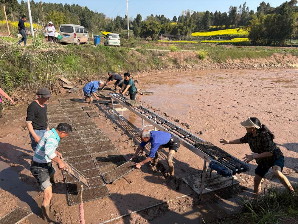 擺放秧盤。劉小綾攝