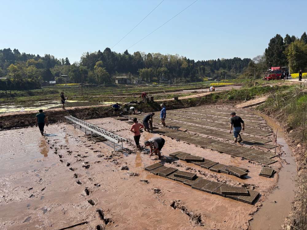 擺放秧盤。劉小綾攝