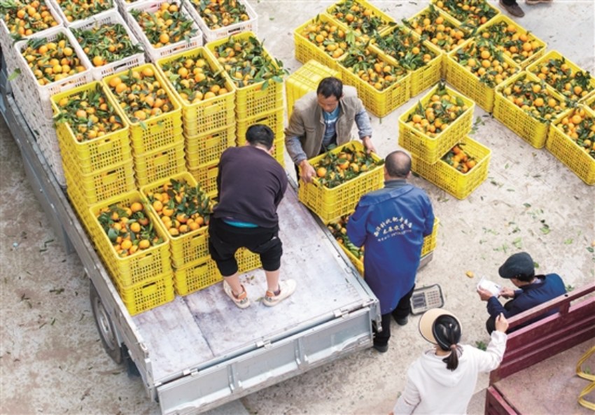 春橘裝車。古良駒攝
