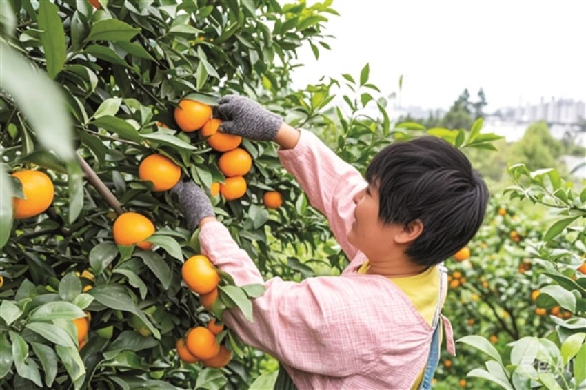 春橘采摘。古良駒攝