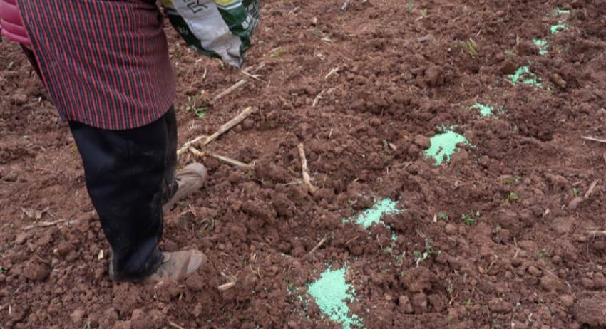 采取雙行種植，收成大有提升。主辦方供圖