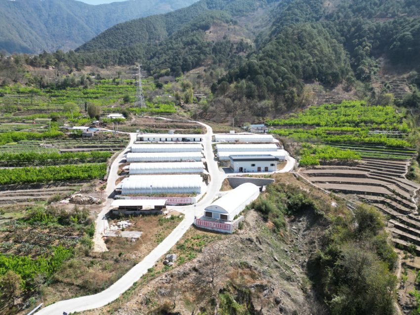 金沙傈僳族鄉金希兔場。德昌縣委宣傳部供圖