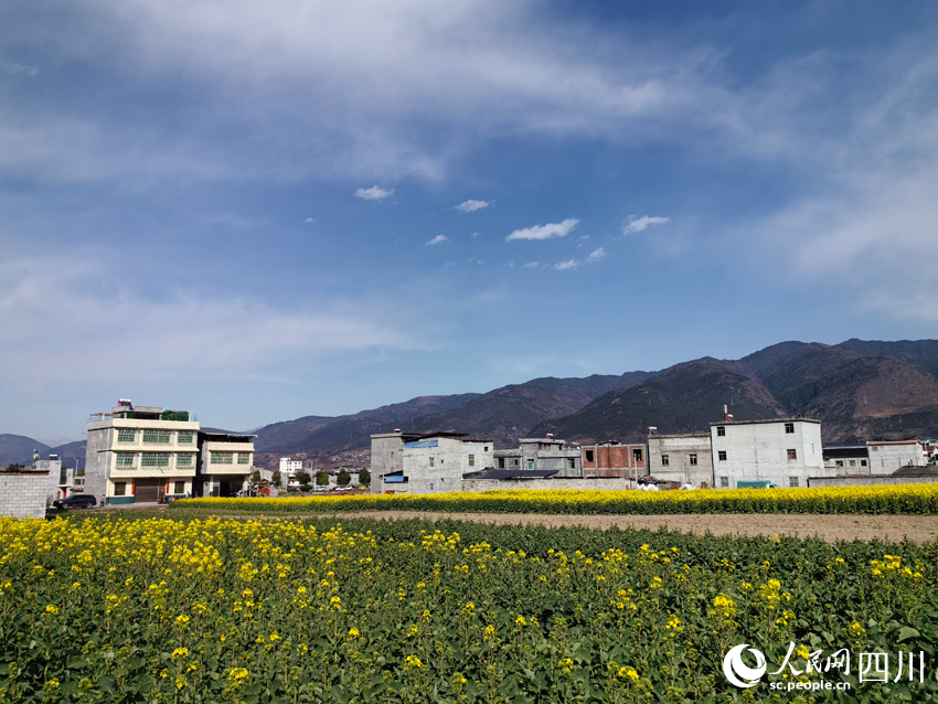 藍天之上白云飄揚，越西山下菜花香。人民網記者 劉海天攝