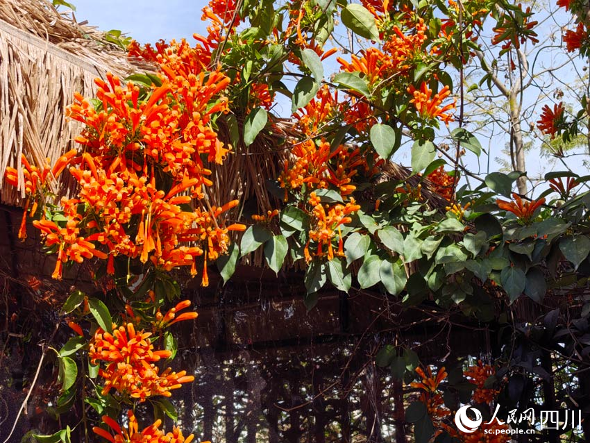 火紅的爆仗花，活力的“白頭發”。 人民網記者 劉海天攝