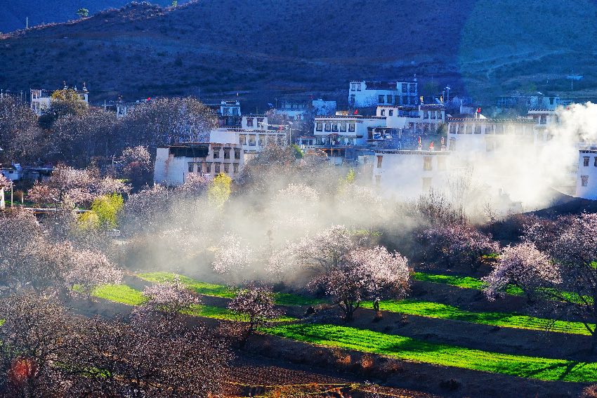得榮縣桃花美景。得榮縣委宣傳部供圖