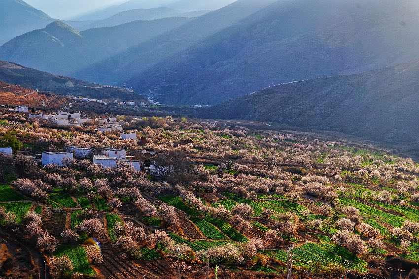 得榮縣桃花美景。得榮縣委宣傳部供圖