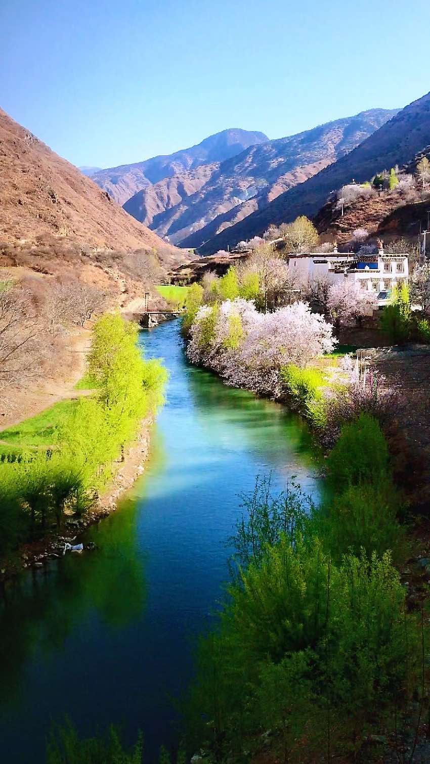 得榮縣桃花美景。得榮縣委宣傳部供圖