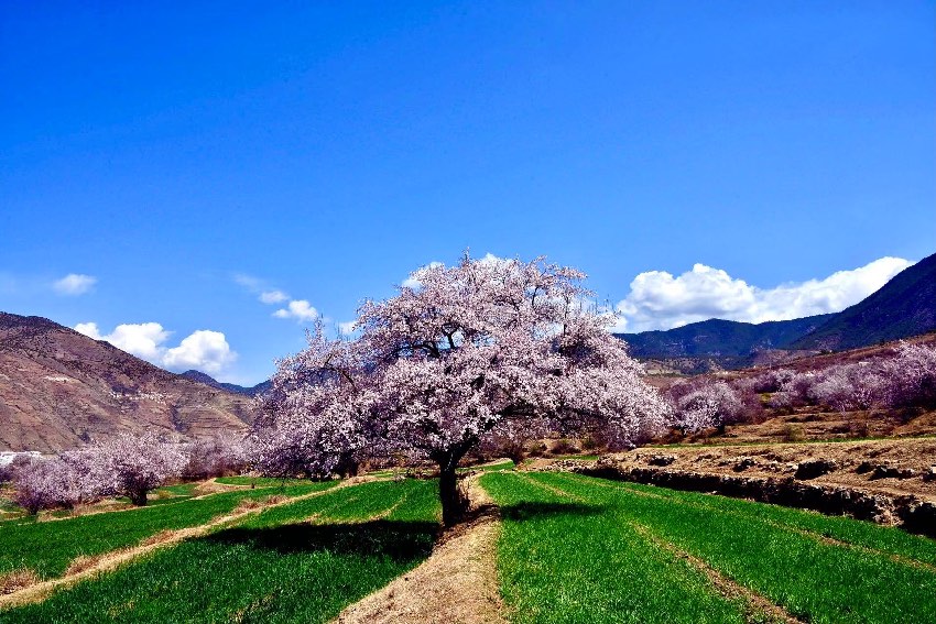 得榮縣桃花美景。得榮縣委宣傳部供圖