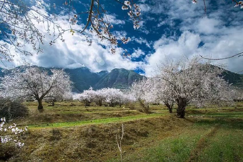 得榮縣桃花美景。得榮縣委宣傳部供圖