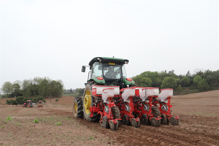 播種機將高粱種子按照設定好的行窩間距播種到施肥后的土壤中。陳星宇供圖