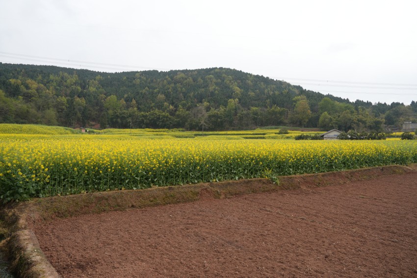劉應強家外的油菜花田。中江縣委宣傳部供圖