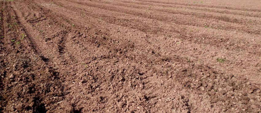 完成播種的玉米地。謝義攝