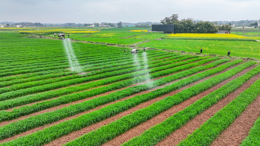 仁壽縣珠嘉鎮棚村村植保無人機在對小麥進行噴藥除蟲作業。仁壽縣委宣傳部供圖