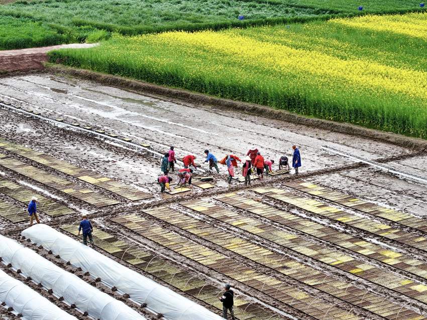 開江縣普安鎮筒車鋪村村民們上下齊心協力，為新一年的農業豐收鉚足干勁。肖詩斌攝