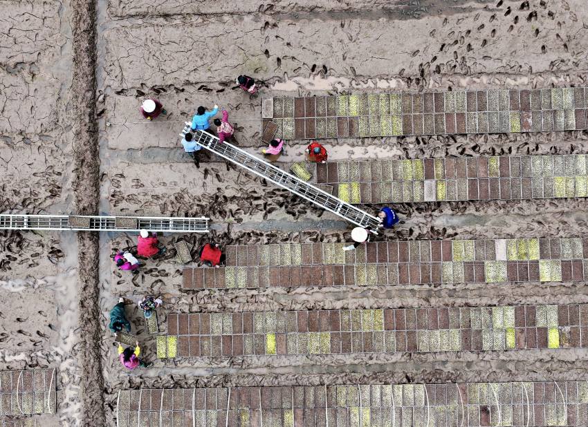 開江縣普安鎮筒車鋪村村民正在春耕備耕。肖詩斌攝