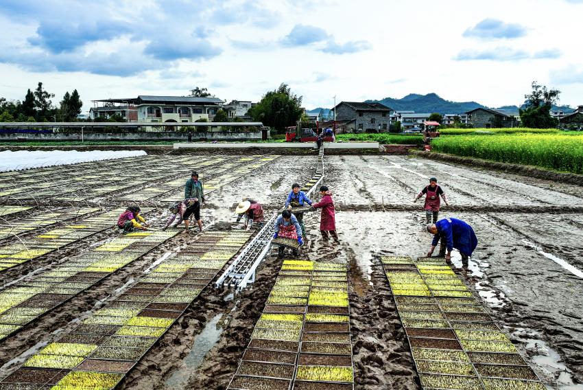 開江縣普安鎮筒車鋪村村民正在春耕備耕。肖詩斌攝
