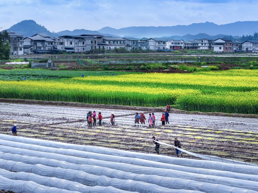 開江縣普安鎮筒車鋪村村民正在春耕備耕。肖詩斌攝