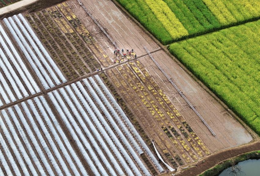 開江縣普安鎮筒車鋪村村民正在春耕備耕。肖詩斌攝