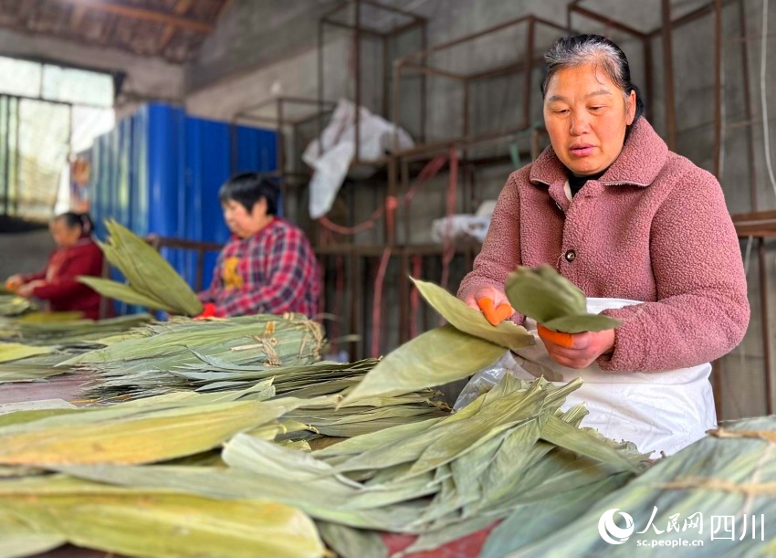 分揀竹葉。陳燁攝