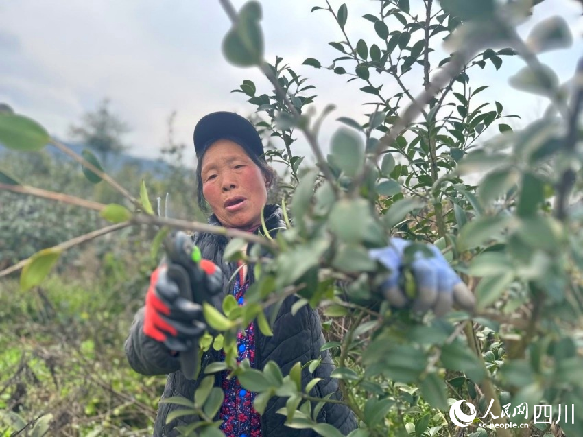 修剪油茶樹枝條。陳燁攝