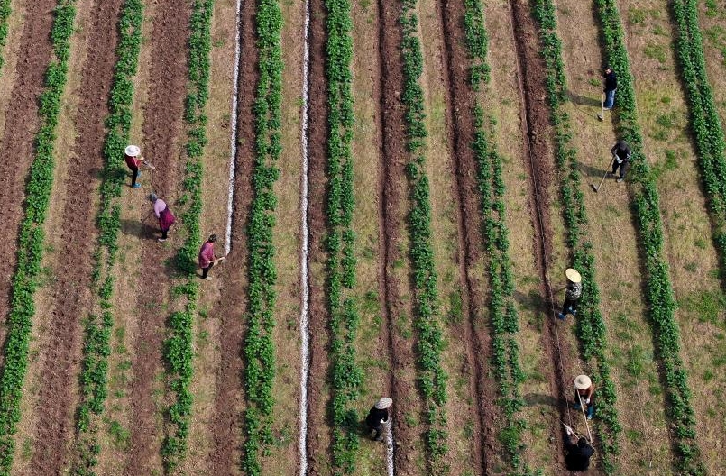 一年之計在于春，四川開江春耕備耕正當時