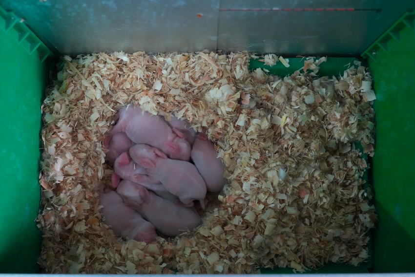 現代化的養殖車間內的仔兔產房。人民網 王凡攝