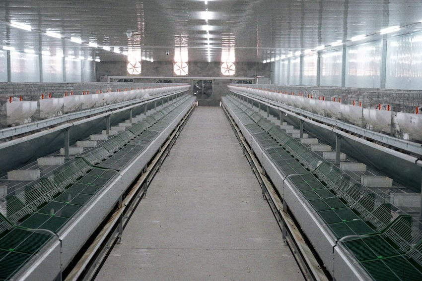 智能溫濕調控讓養殖車間更適宜肉兔生長。人民網 王凡攝