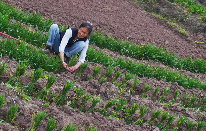 村民在捆扎韭菜。黃俊欽攝