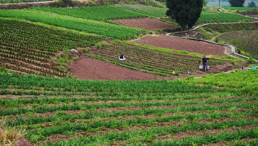 成片的韭菜田。黃俊欽攝