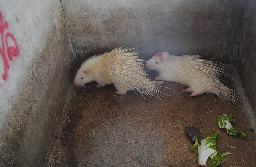 白豪豬。黃俊欽攝