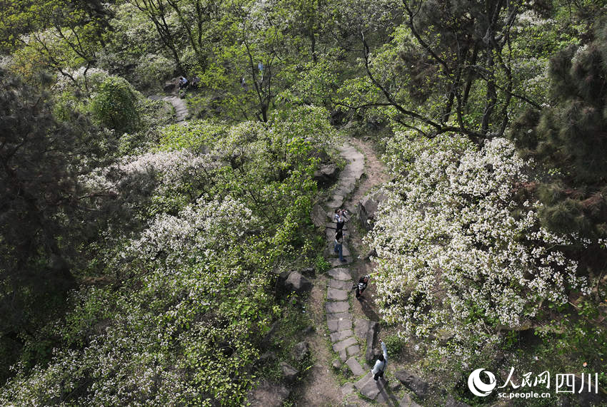 盛開的桐子花。王斌攝