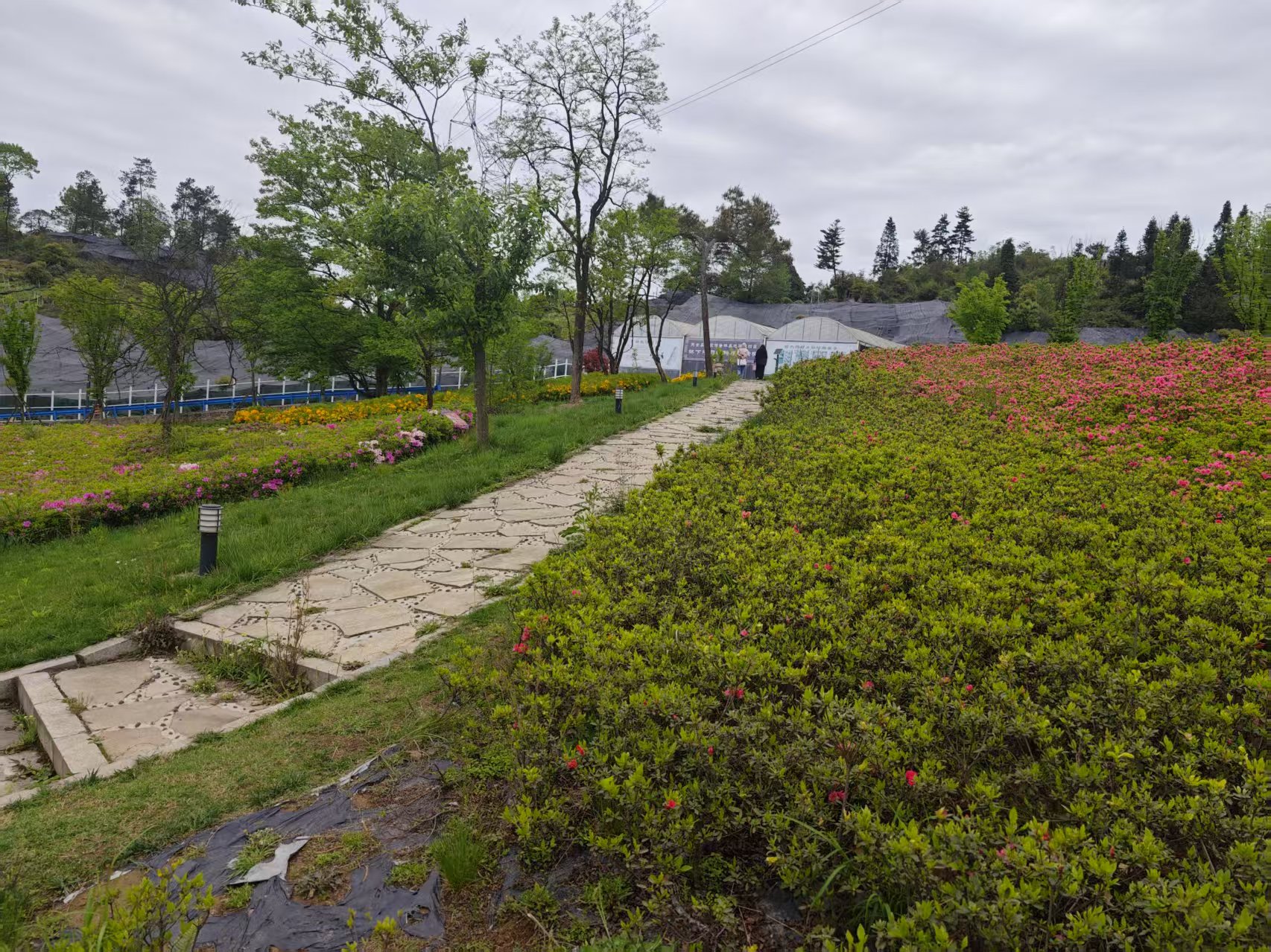 2025天全縣第三屆“花海漁趣”賞花品魚促消費系列活動新聞發布會舉行。天全縣融媒體中心供圖