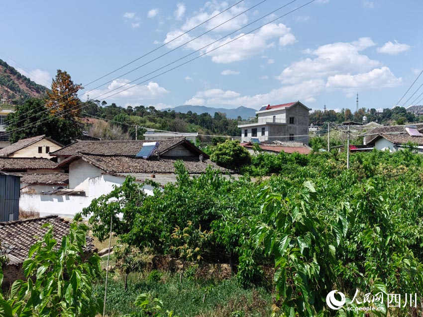 村里村外，種滿了致富林。人民網記者 劉海天攝