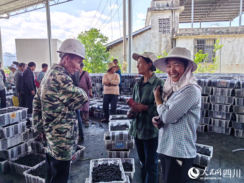 賣了桑葚掙了錢，村民們都很開心。人民網記者 劉海天攝