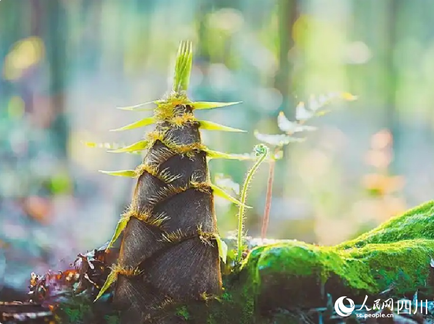 蜀南竹海竹筍。羅先堯攝