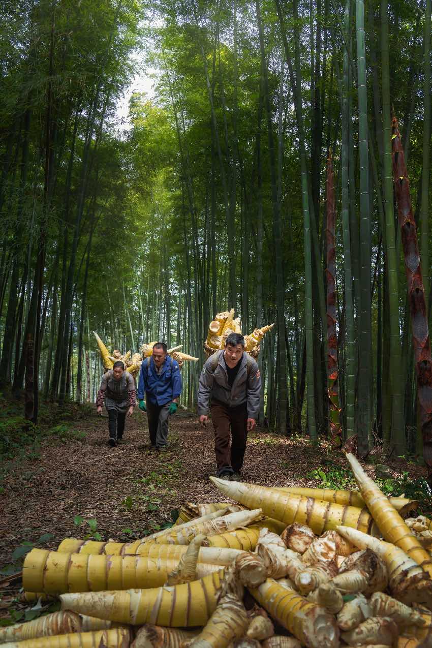 竹農豐收。長寧縣林竹局供圖