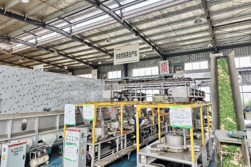 筠連茶業有限責任公司鮮葉加工。企業供圖