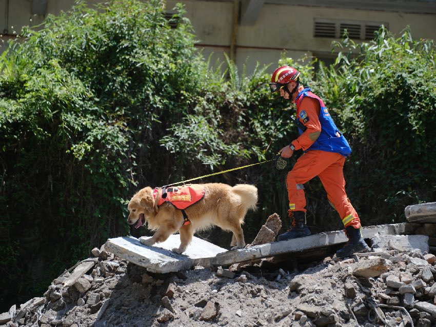 5月12日，雅安石棉，四川省森林消防總隊特勤大隊訓導員攜帶搜救犬對“被埋人員”進行搜索。 程雪力攝