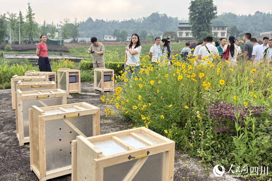 朱鹮放飛現場。人民網記者 朱虹攝