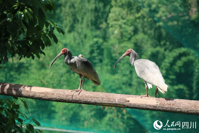 沐川縣繁育中心的朱鹮。鄒松嶺攝