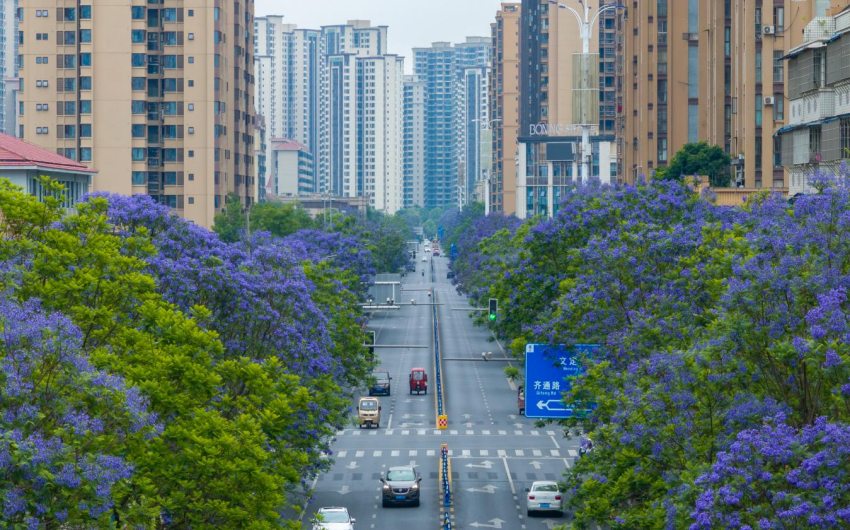眉山“藍花楹大道”。黃偉攝