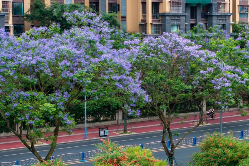 眉山阜成路藍花楹盛放。黃偉攝