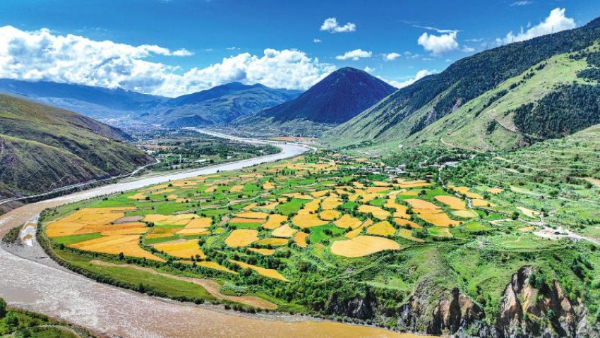 道孚縣鮮水河畔青稞豐收在望。洛絨尼瑪攝