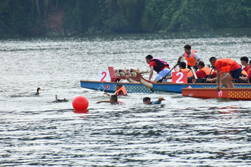 龍舟選手代表們爭先恐后搶鴨子。肖瑤攝
