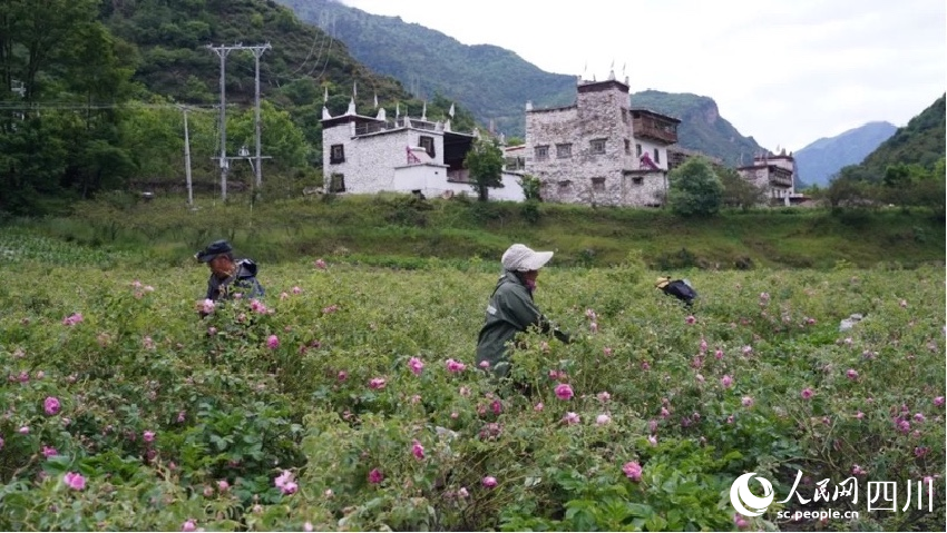 村民們正在采摘大馬士革玫瑰。李春宏攝