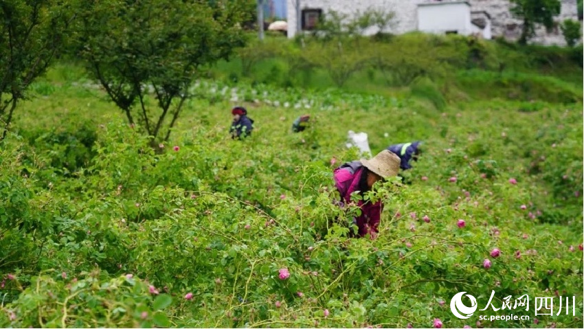 村民們正在采摘大馬士革玫瑰。李春宏攝