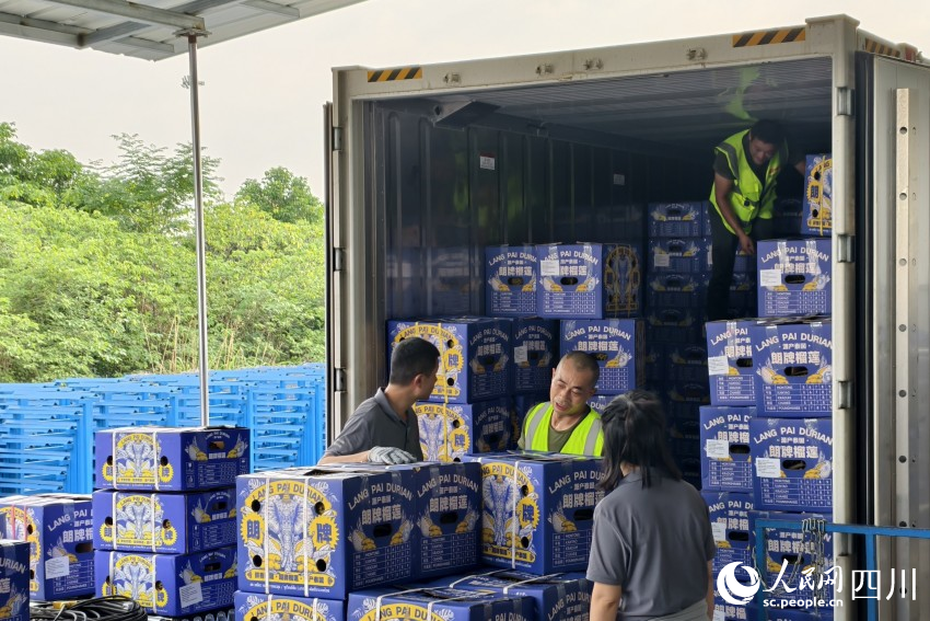 運抵的泰國進口榴蓮正在分撥中心進行倒箱。人民網 趙祖樂攝