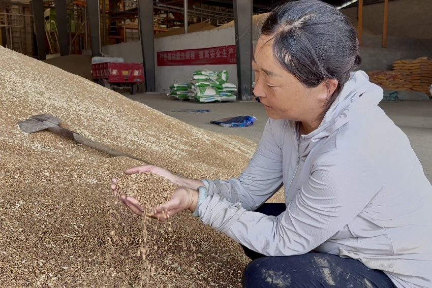 楊萍向記者介紹小麥豐收情況。人民網記者 朱虹攝